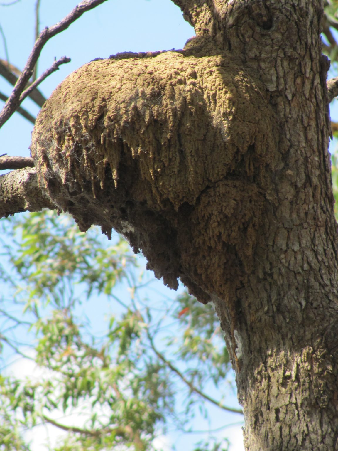grounded termite download free grounded termite download free