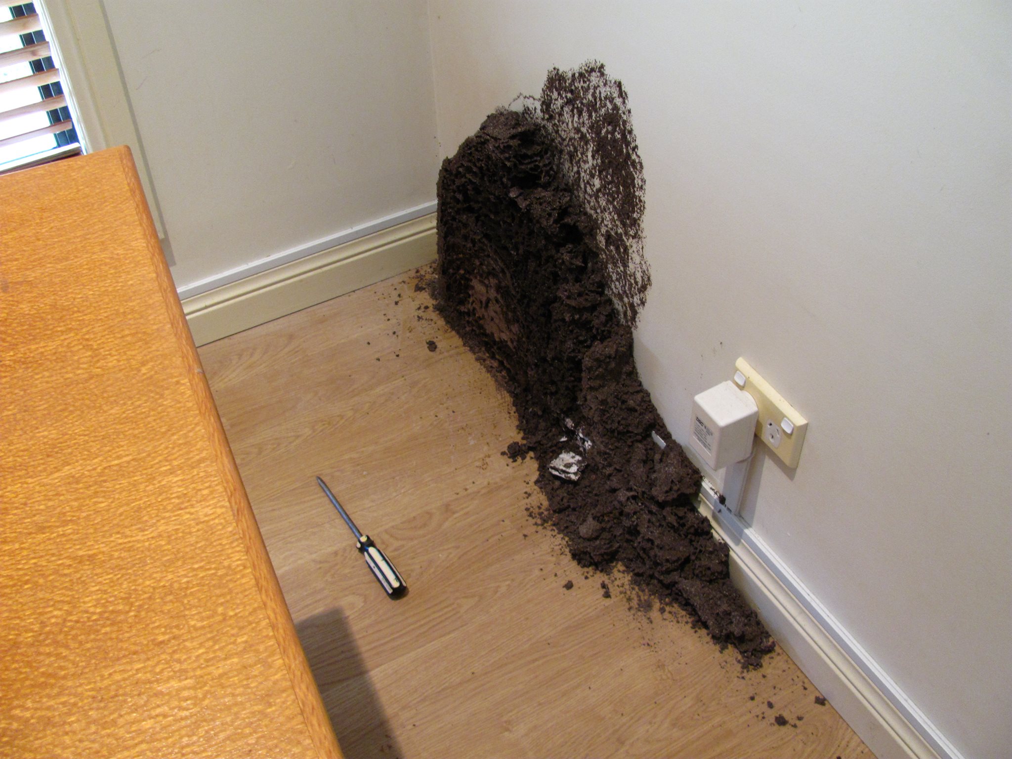 Termites can be anywhere! How to Spot Termites Nature Fresh Termite
